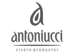Antoniucci